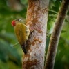 Datel stredoamericky - Piculus simplex - Rufous-winged Woodpecker o8956